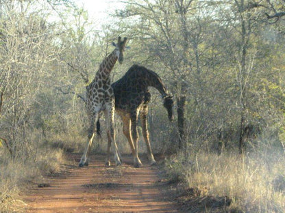 Penny Lane Marloth Park Marloth Park Mpumalanga South Africa Giraffe, Mammal, Animal, Herbivore