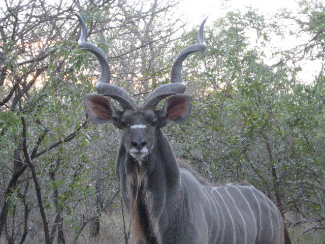 Penny Lane Marloth Park Marloth Park Mpumalanga South Africa Unsaturated, Animal