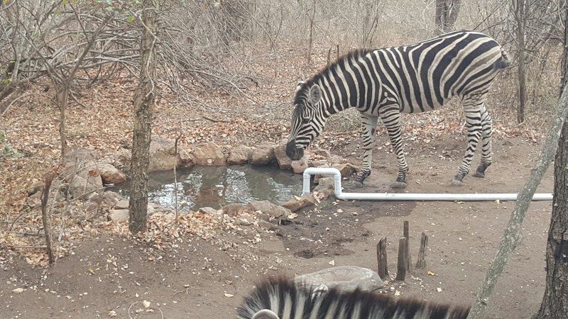 Penny Lane Marloth Park Marloth Park Mpumalanga South Africa Unsaturated, Zebra, Mammal, Animal, Herbivore, Tiger, Big Cat, Predator