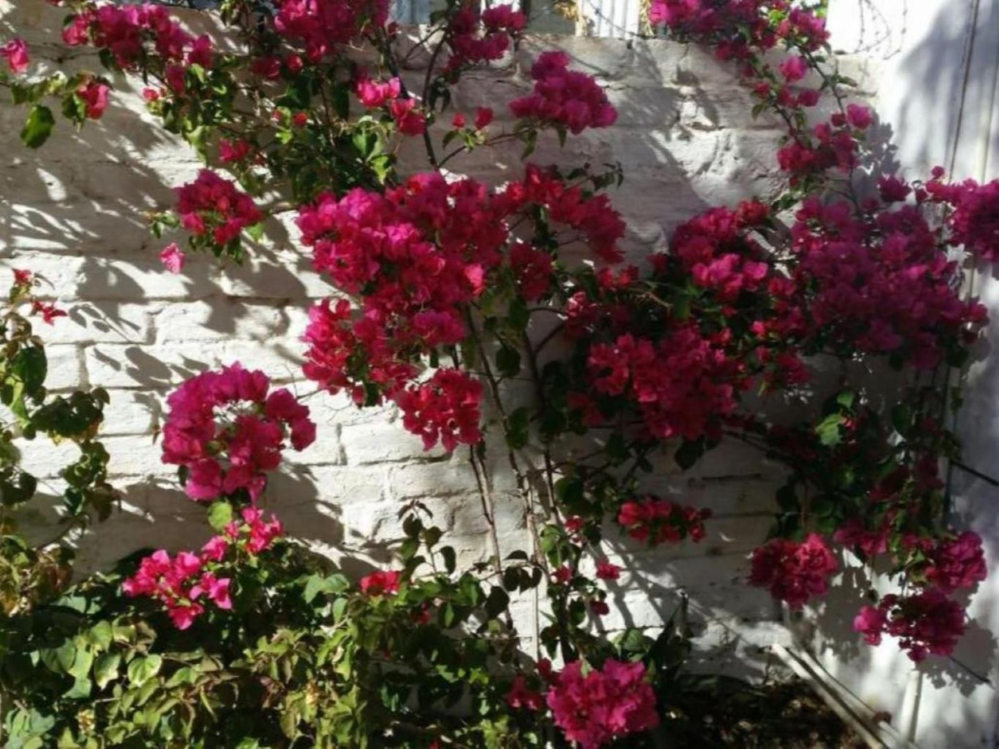 Pepper Tree Cottage Beaufort West Western Cape South Africa Blossom, Plant, Nature, Flower, Rose, Garden