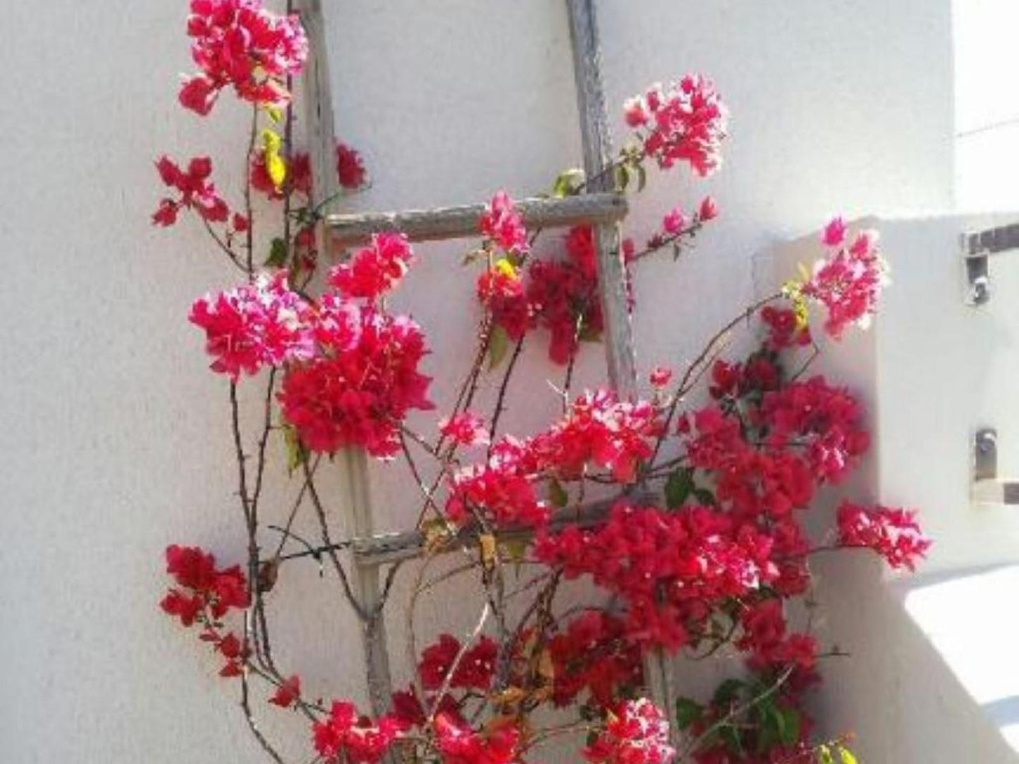 Pepper Tree Cottage Beaufort West Western Cape South Africa Blossom, Plant, Nature