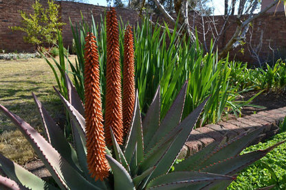 Peter S Place Tarkastad Eastern Cape South Africa Cactus, Plant, Nature, Garden