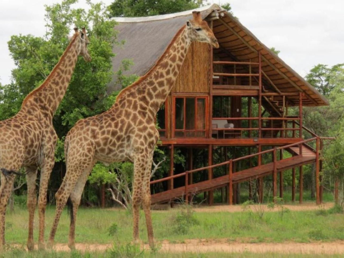 Pezulu Tree House Lodge, Giraffe, Mammal, Animal, Herbivore