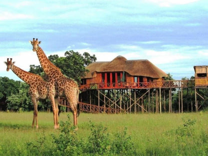 Pezulu Tree House Lodge, Giraffe, Mammal, Animal, Herbivore