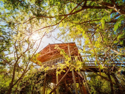 Pezulu Tree House Lodge, Knobthorn (Superior Family Tree House), Tree, Plant, Nature, Wood