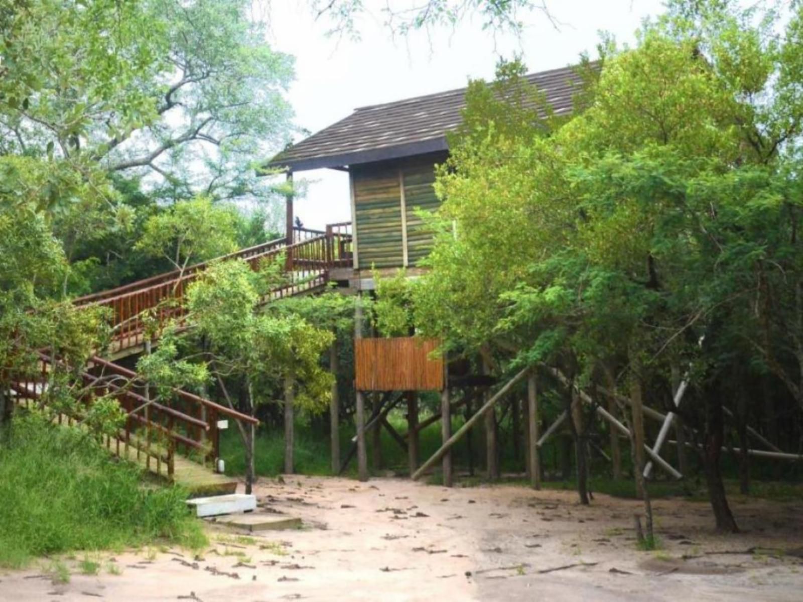 Pezulu Tree House Lodge, Teak 2 (Standard Family Tree House), Cabin, Building, Architecture, Tree, Plant, Nature, Wood