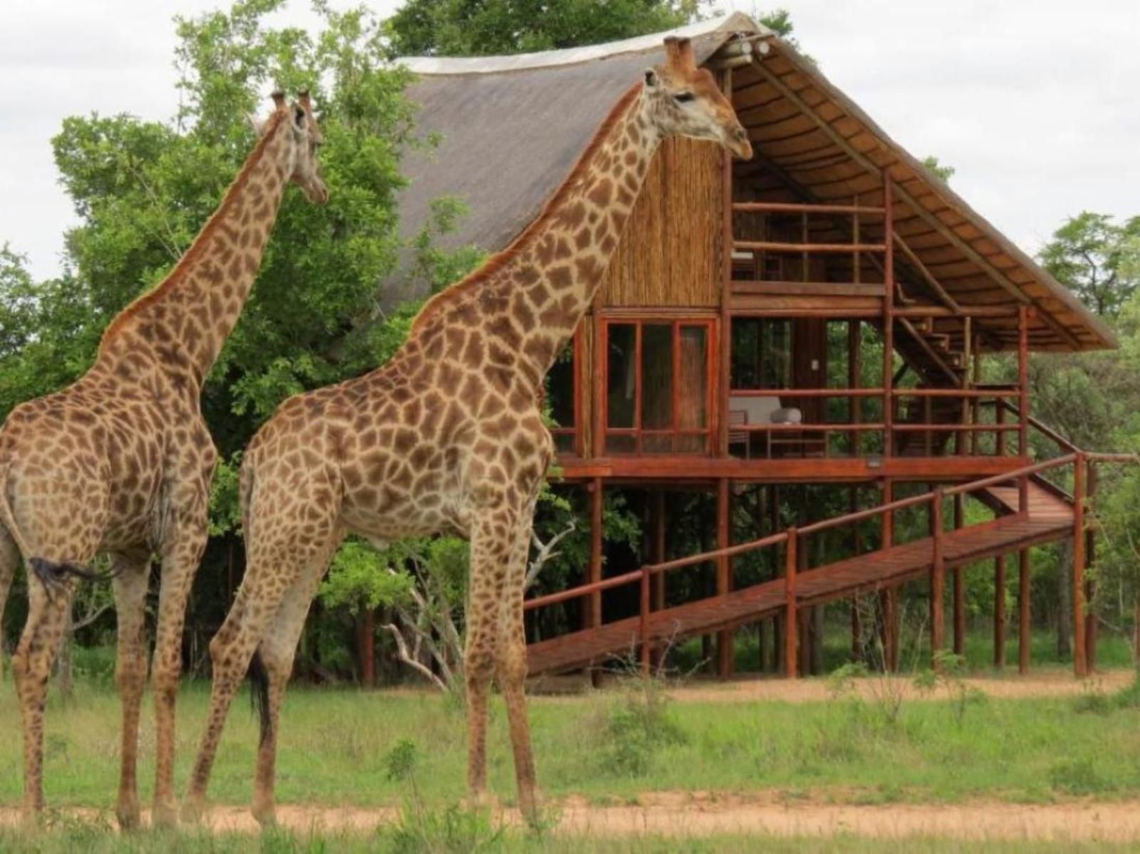 Pezulu Tree House Game Lodge Hoedspruit Limpopo Province South Africa Giraffe, Mammal, Animal, Herbivore