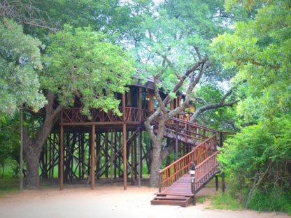 Pezulu Tree House Game Lodge Hoedspruit Limpopo Province South Africa Tree, Plant, Nature, Wood