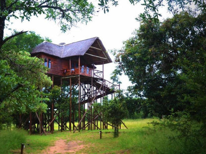 Pezulu Tree House Game Lodge Hoedspruit Limpopo Province South Africa Forest, Nature, Plant, Tree, Wood