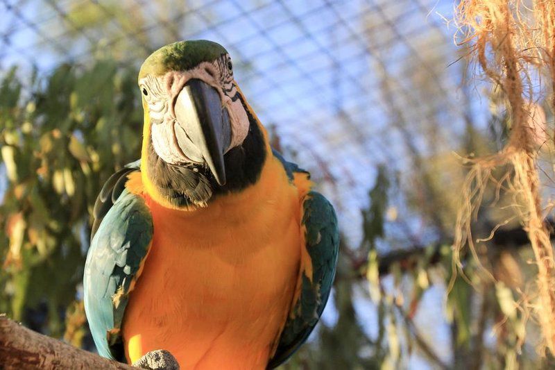 Phantom Croft Lodge Brandwacht Western Cape South Africa Complementary Colors, Parrot, Bird, Animal