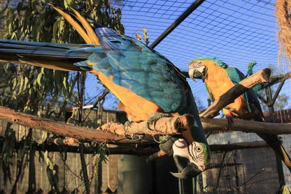 Phantom Croft Lodge Brandwacht Western Cape South Africa Complementary Colors, Parrot, Bird, Animal