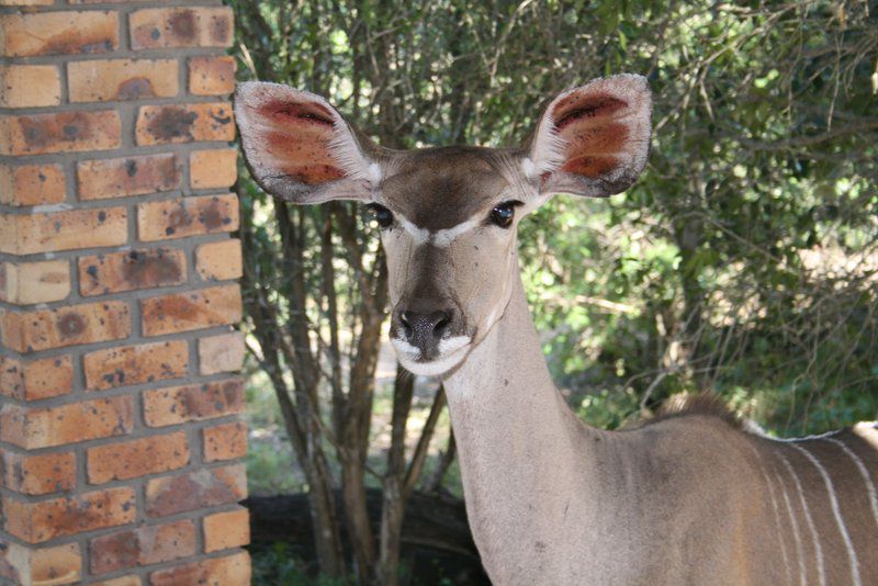 Phepheka Lodge Marloth Park Mpumalanga South Africa Deer, Mammal, Animal, Herbivore