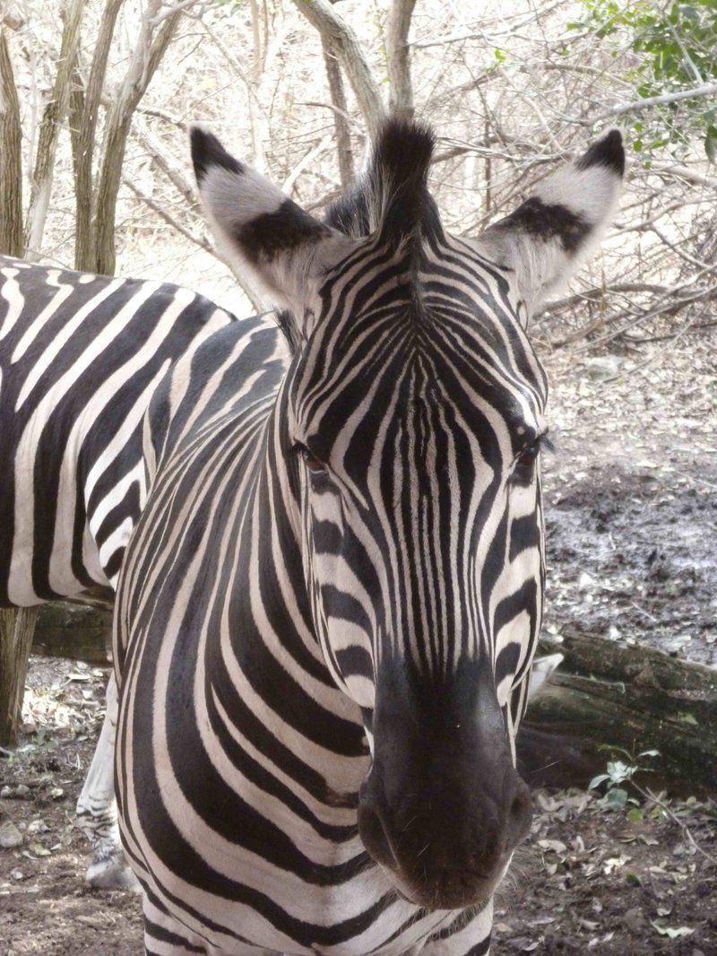 Phepheka Lodge Marloth Park Mpumalanga South Africa Zebra, Mammal, Animal, Herbivore