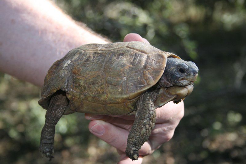 Phepheka Lodge Marloth Park Mpumalanga South Africa Reptile, Animal, Turtle