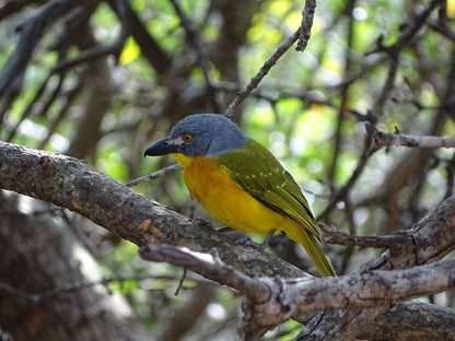 Phepheka Lodge Marloth Park Mpumalanga South Africa Toucan, Bird, Animal