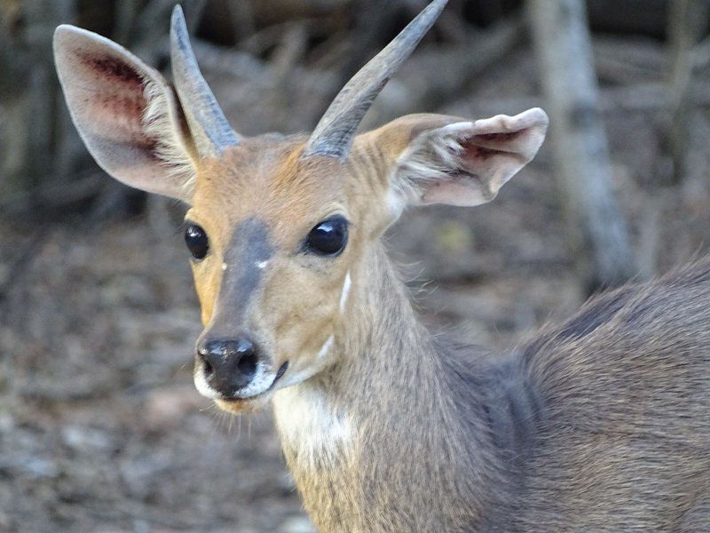 Phepheka Lodge Marloth Park Mpumalanga South Africa Unsaturated, Deer, Mammal, Animal, Herbivore