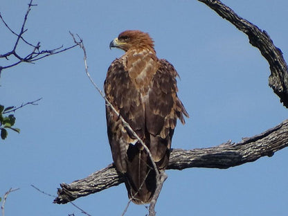 Phepheka Lodge Marloth Park Mpumalanga South Africa Hawk, Bird, Animal, Predator