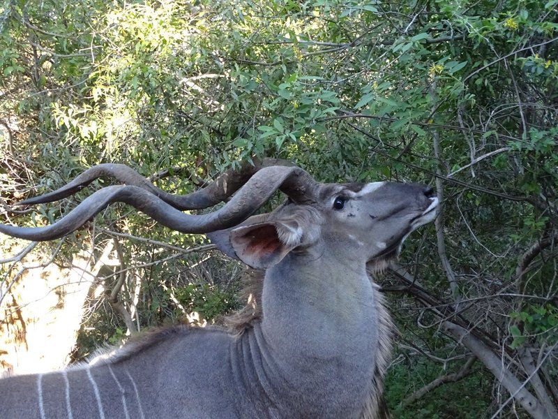 Phepheka Lodge Marloth Park Mpumalanga South Africa Animal