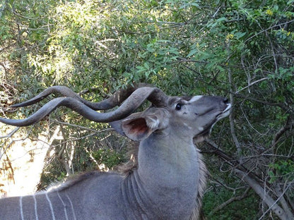 Phepheka Lodge Marloth Park Mpumalanga South Africa Animal