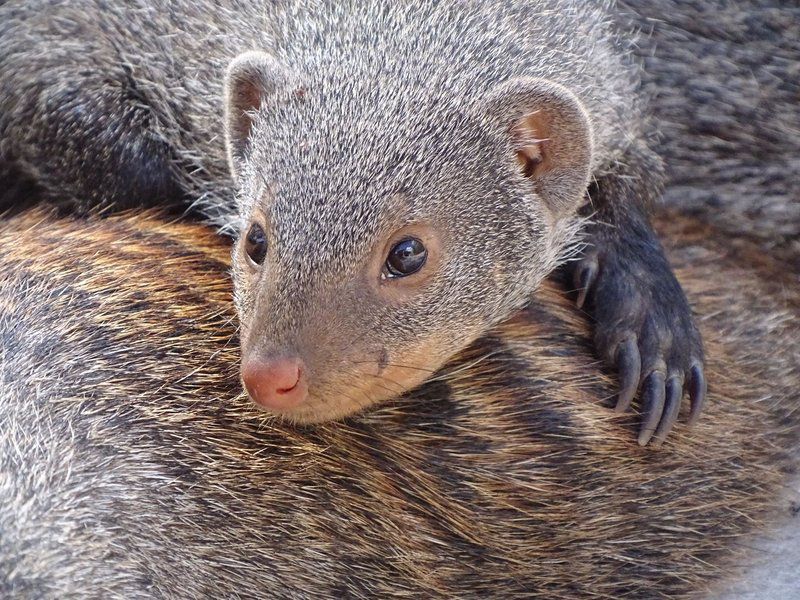 Phepheka Lodge Marloth Park Mpumalanga South Africa Koala, Mammal, Animal, Herbivore