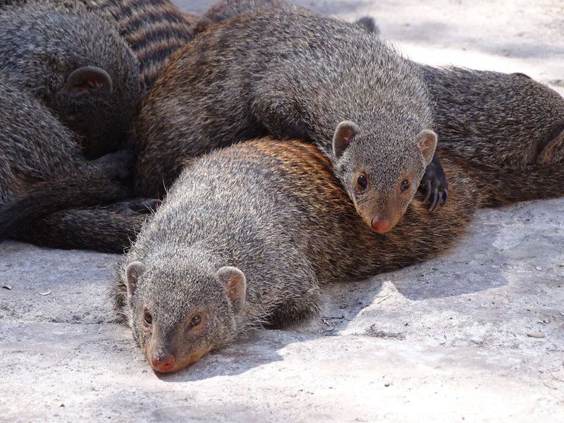 Phepheka Lodge Marloth Park Mpumalanga South Africa Unsaturated, Animal