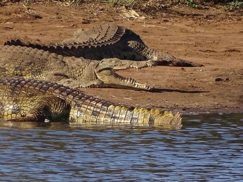 Phepheka Lodge Marloth Park Mpumalanga South Africa Crocodile, Reptile, Animal, Predator