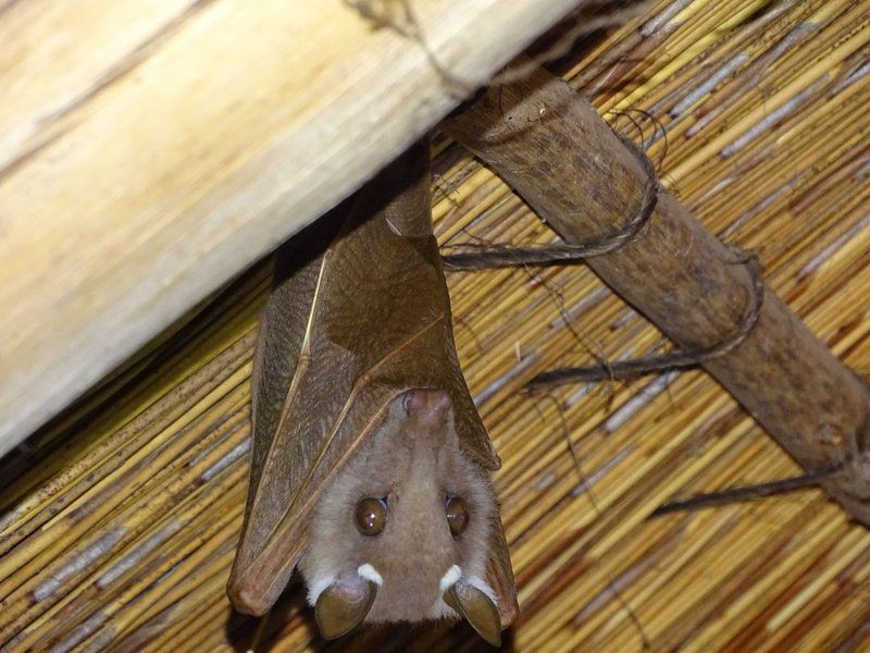 Phepheka Lodge Marloth Park Mpumalanga South Africa Bat, Mammal, Animal, Insect