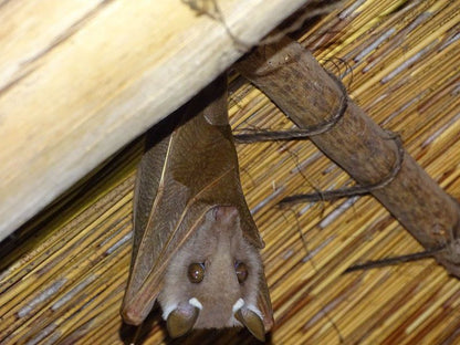 Phepheka Lodge Marloth Park Mpumalanga South Africa Bat, Mammal, Animal, Insect