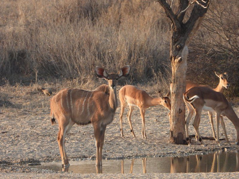 Phirima Game Ranch Tshabong Kgalagadi District Botswana Animal