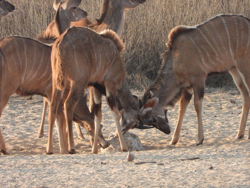 Phirima Game Ranch Tshabong Kgalagadi District Botswana Animal