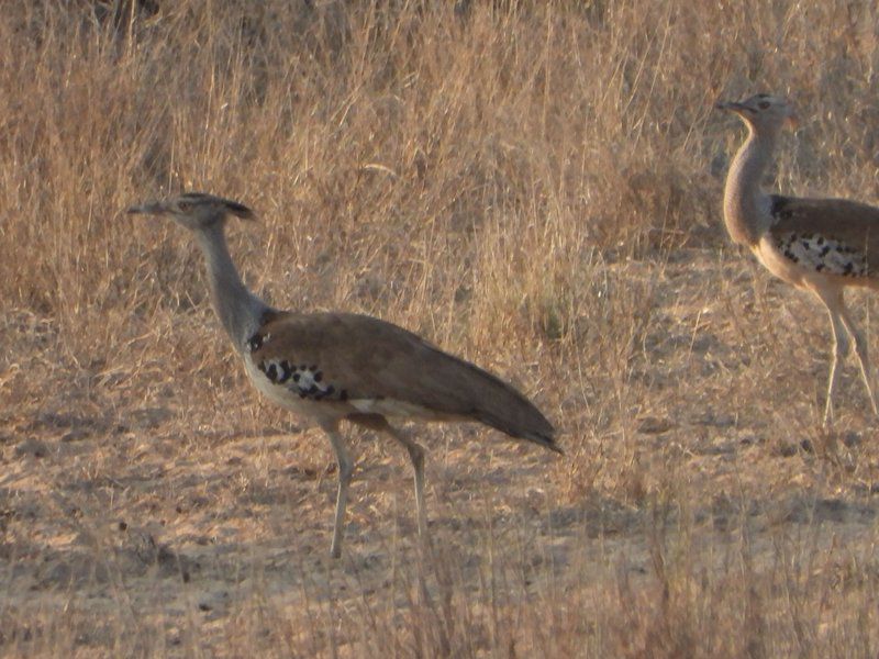 Phirima Game Ranch Tshabong Kgalagadi District Botswana Sepia Tones, Goose, Bird, Animal