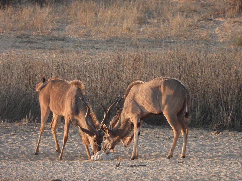 Phirima Game Ranch Tshabong Kgalagadi District Botswana Animal