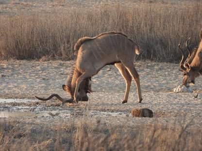 Phirima Game Ranch Tshabong Kgalagadi District Botswana Animal