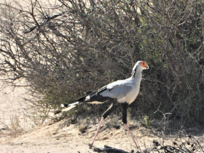 Phirima Game Ranch Tshabong Kgalagadi District Botswana Bird, Animal