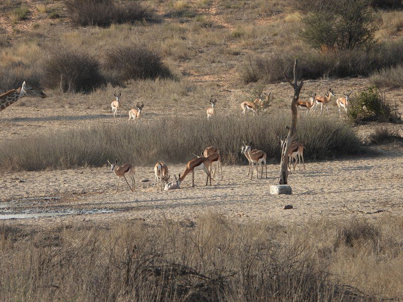 Phirima Game Ranch Tshabong Kgalagadi District Botswana Sepia Tones, Bird, Animal