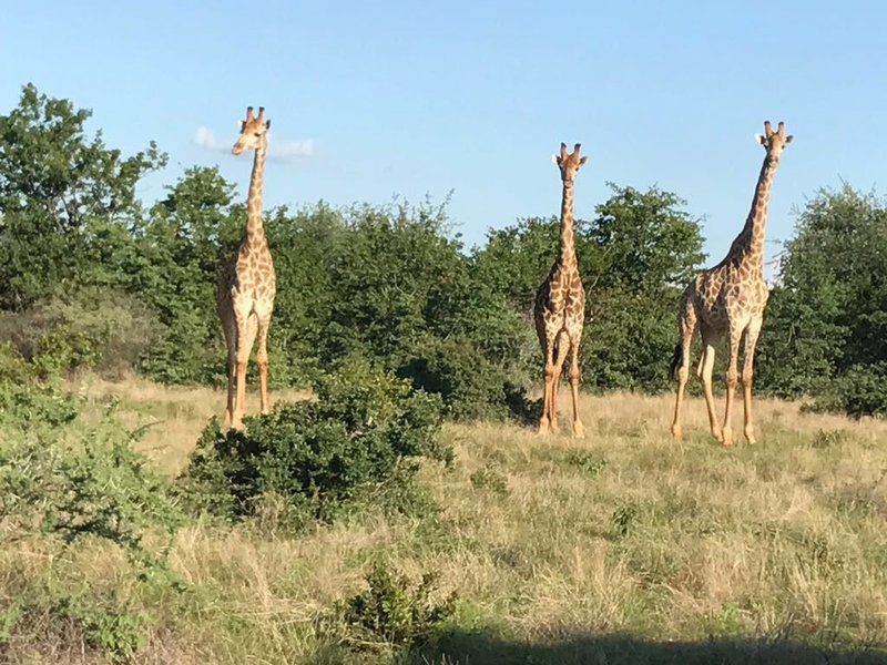 Phiva Game Lodge Modimolle Nylstroom Limpopo Province South Africa Complementary Colors, Giraffe, Mammal, Animal, Herbivore
