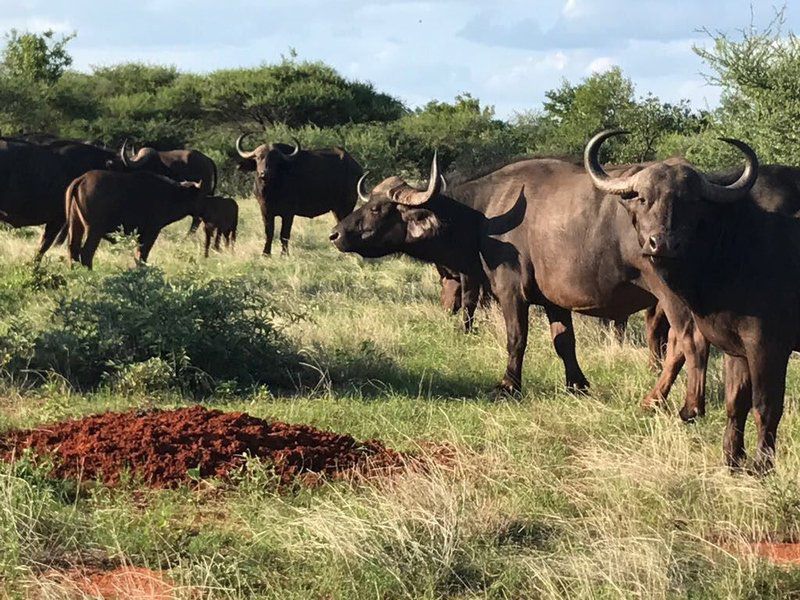 Phiva Game Lodge Modimolle Nylstroom Limpopo Province South Africa Cow, Mammal, Animal, Agriculture, Farm Animal, Herbivore, Water Buffalo