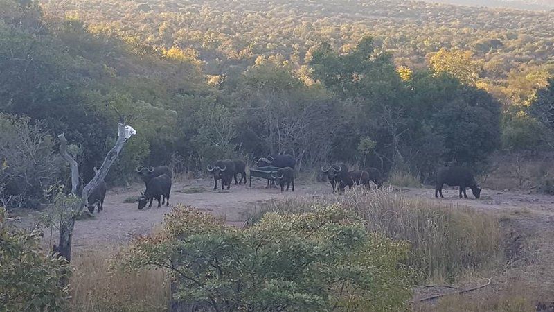 Phiva Game Lodge Modimolle Nylstroom Limpopo Province South Africa Unsaturated, Animal