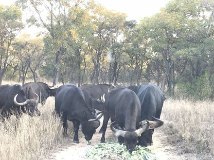 Phiva Game Lodge Modimolle Nylstroom Limpopo Province South Africa Water Buffalo, Mammal, Animal, Herbivore