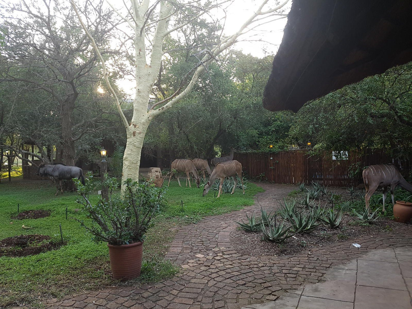Phumula Kruger Lodge And Safaris Marloth Park Mpumalanga South Africa Unsaturated, Animal, Garden, Nature, Plant