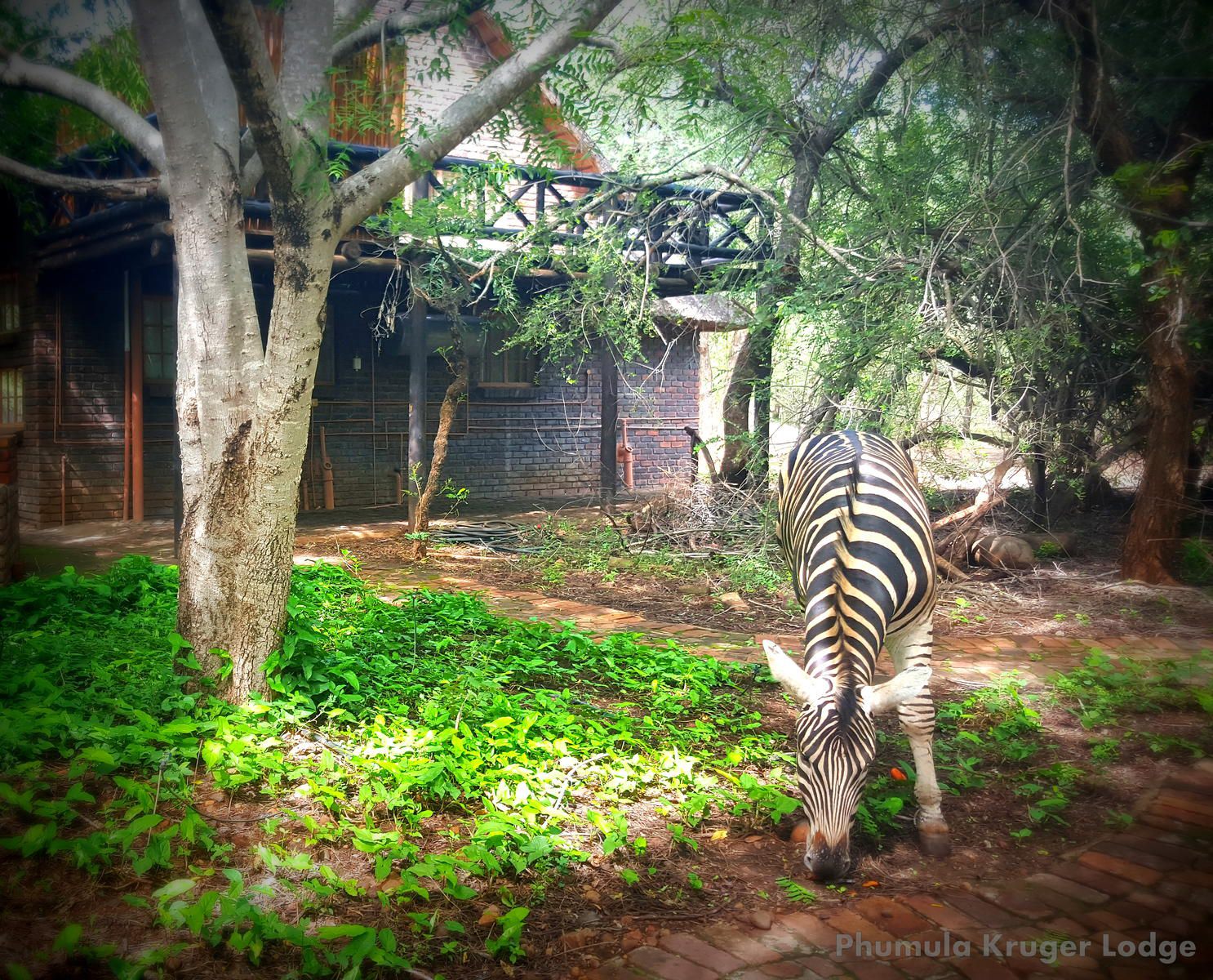 Phumula Kruger Lodge And Safaris Marloth Park Mpumalanga South Africa Zebra, Mammal, Animal, Herbivore