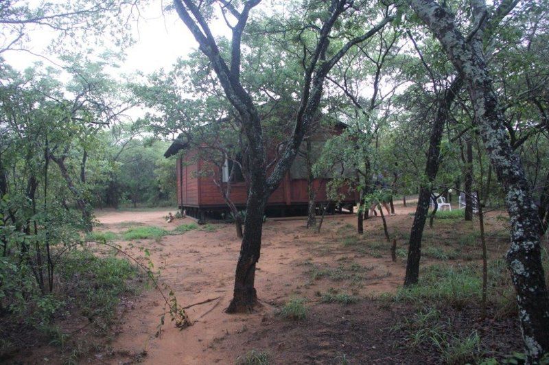 Phumuza Bush Lodge Bela Bela Warmbaths Limpopo Province South Africa Unsaturated, Forest, Nature, Plant, Tree, Wood