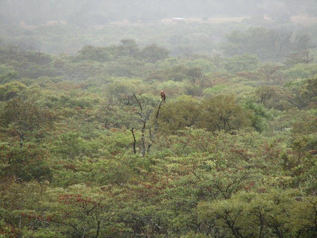 Phumuza Bush Lodge Bela Bela Warmbaths Limpopo Province South Africa Forest, Nature, Plant, Tree, Wood, Primate, Mammal, Animal