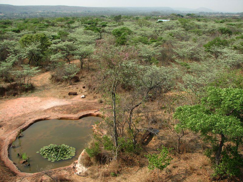 Phumuza Bush Lodge Bela Bela Warmbaths Limpopo Province South Africa Nature