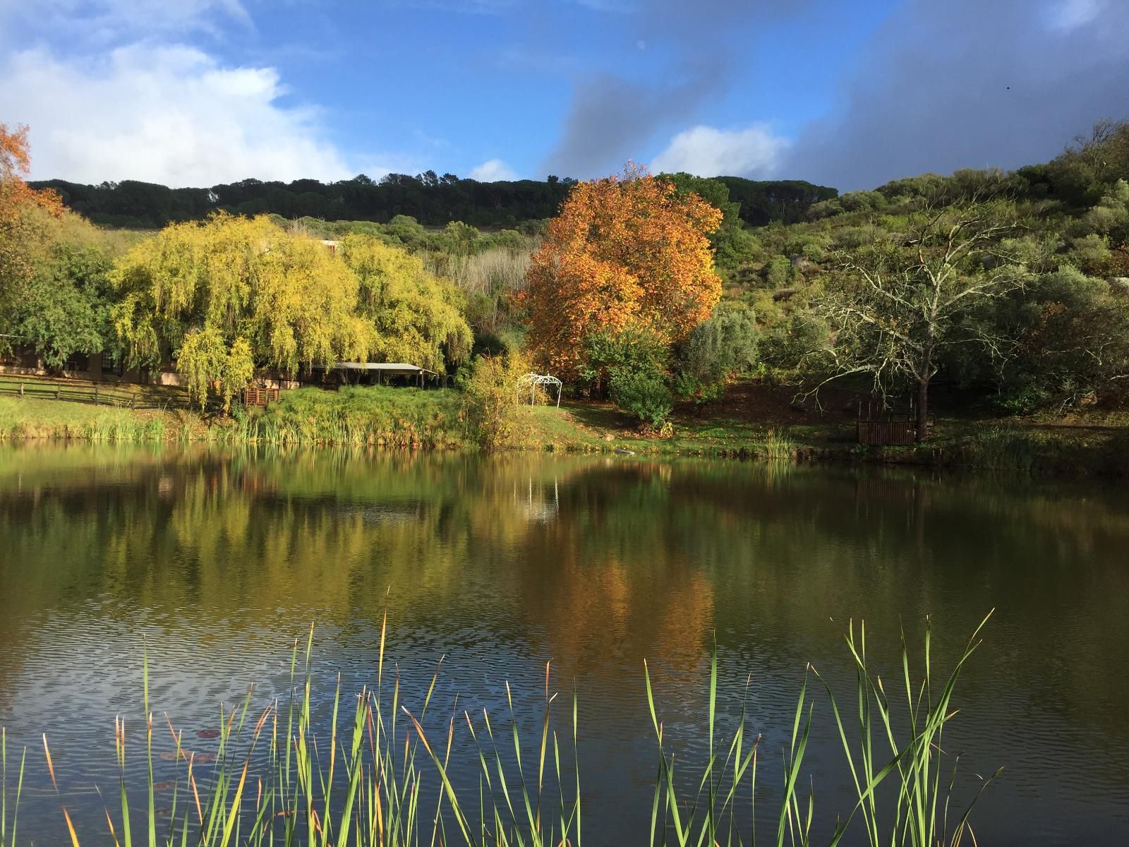 Picardie Guest Farm Paarl Western Cape South Africa Complementary Colors, Nature