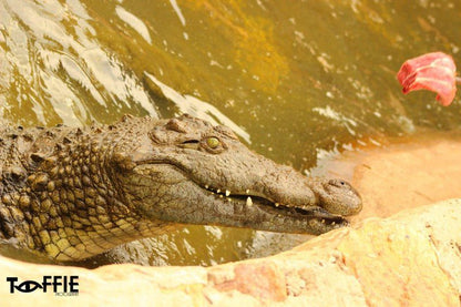 Pienaardam Resort Middelburg Mpumalanga Mpumalanga South Africa Sepia Tones, Crocodile, Reptile, Animal, Predator