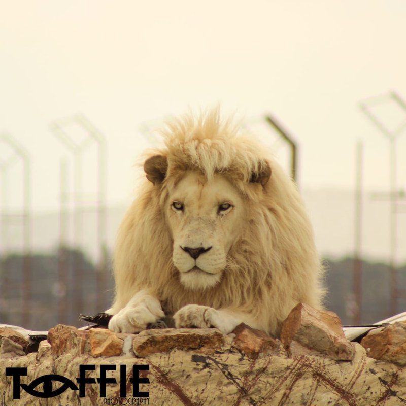 Pienaardam Resort Middelburg Mpumalanga Mpumalanga South Africa Sepia Tones, Lion, Mammal, Animal, Big Cat, Predator