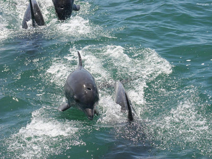 Pikkewyntjie Cottage Vermont Za Hermanus Western Cape South Africa Dolphin, Marine Animal, Animal, Predator