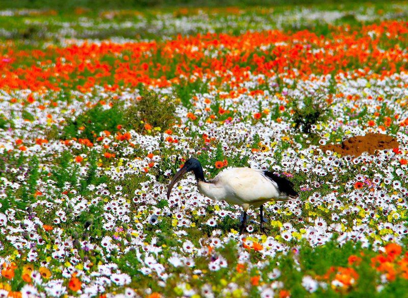Pikkie Cottage Saldanha Western Cape South Africa Bird, Animal, Meadow, Nature