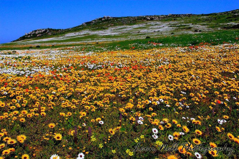 Pikkie Cottage Saldanha Western Cape South Africa Flower, Plant, Nature, Meadow